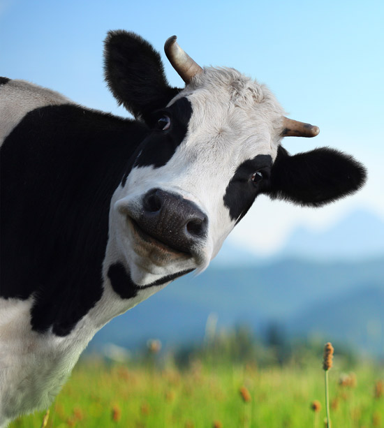 cow